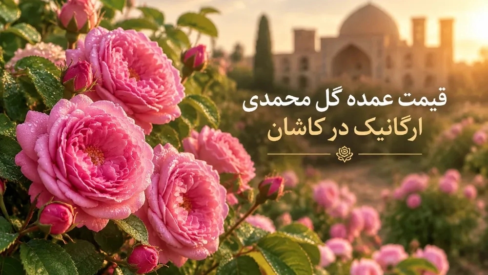 قیمت عمده گل محمدی ارگانیک در کاشان
