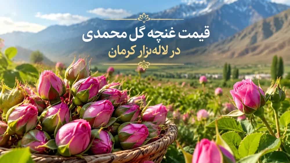 قیمت غنچه گل محمدی در لاله زار کرمان